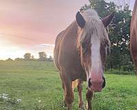 chestnut-blaze-horse