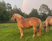breeding-belgian-horse