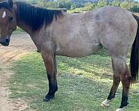all-around-quarter-horse