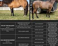 athletic-quarter-horse