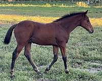 adults-iberian-horse