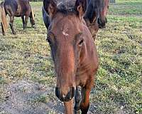 amateur-friendly-iberian-horse