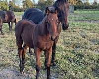 andalusian-cross-iberian-horse