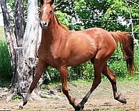 beginner-friendly-half-arabian-horse
