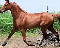 beginner-novice-half-arabian-horse
