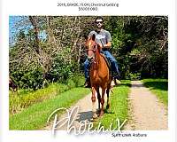 back-up-half-arabian-horse