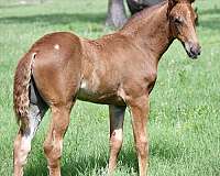 chestnut-twhbea-colt