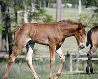 field-trial-tennessee-walking-horse