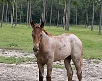 gaited-tennessee-walking-horse