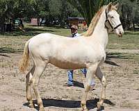 perlino-andalusian-horse