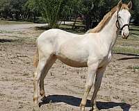colt-andalusian-horse