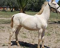 blue-eyes-andalusian-horse