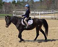 bay-star-black-stockings-pony