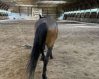 lines-pony