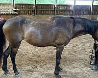 advanced-pony