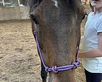 advanced-beginner-pony