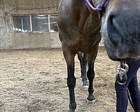 arena-pony