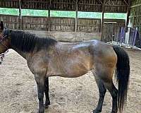 liberty-pony