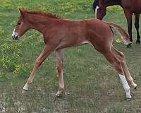 blaze-left-hind-stocking