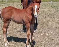 blaze-left-hind-stocking-horse