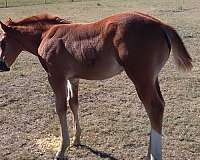 chestnut-blaze-left-hind-stocking-horse