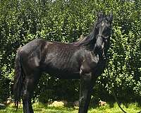 friesian-colt