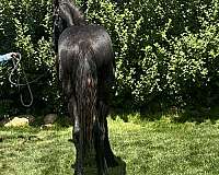 friesian-horse-for-sale