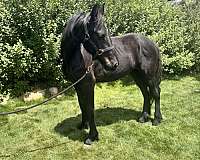 friesian-horse