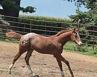 appaloosa-colt-weanling