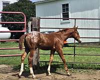 chestnut-colt-for-sale