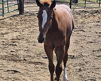 chestnut-appaloosa-colt