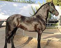 frision-friesian-horse