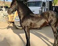 frision-horse