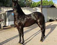 frision-stallion