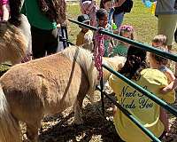 all-around-miniature-pony