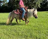 palomino-star-pony