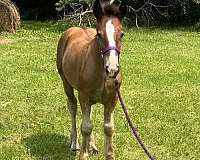 bay-gypsy-vanner-colt