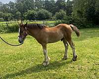 bay-gvhs-horse