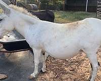 9-hand-miniature-donkey