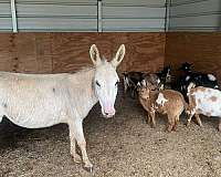 9-hand-white-donkey
