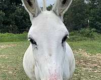 white-miniature-donkey