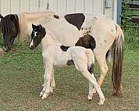 homozygous-stallion-pinto-horse