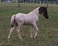 overo-pinto-mare