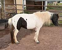 overo-pinto-broodmare