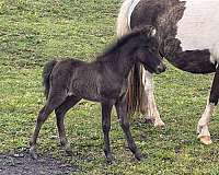 miniature-filly
