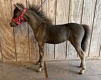 miniature-horse-for-sale