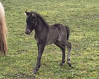 miniature-horse
