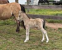 buckskin-amhr-colt-mare