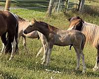 miniature-colt