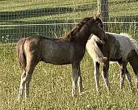 miniature-horse-for-sale